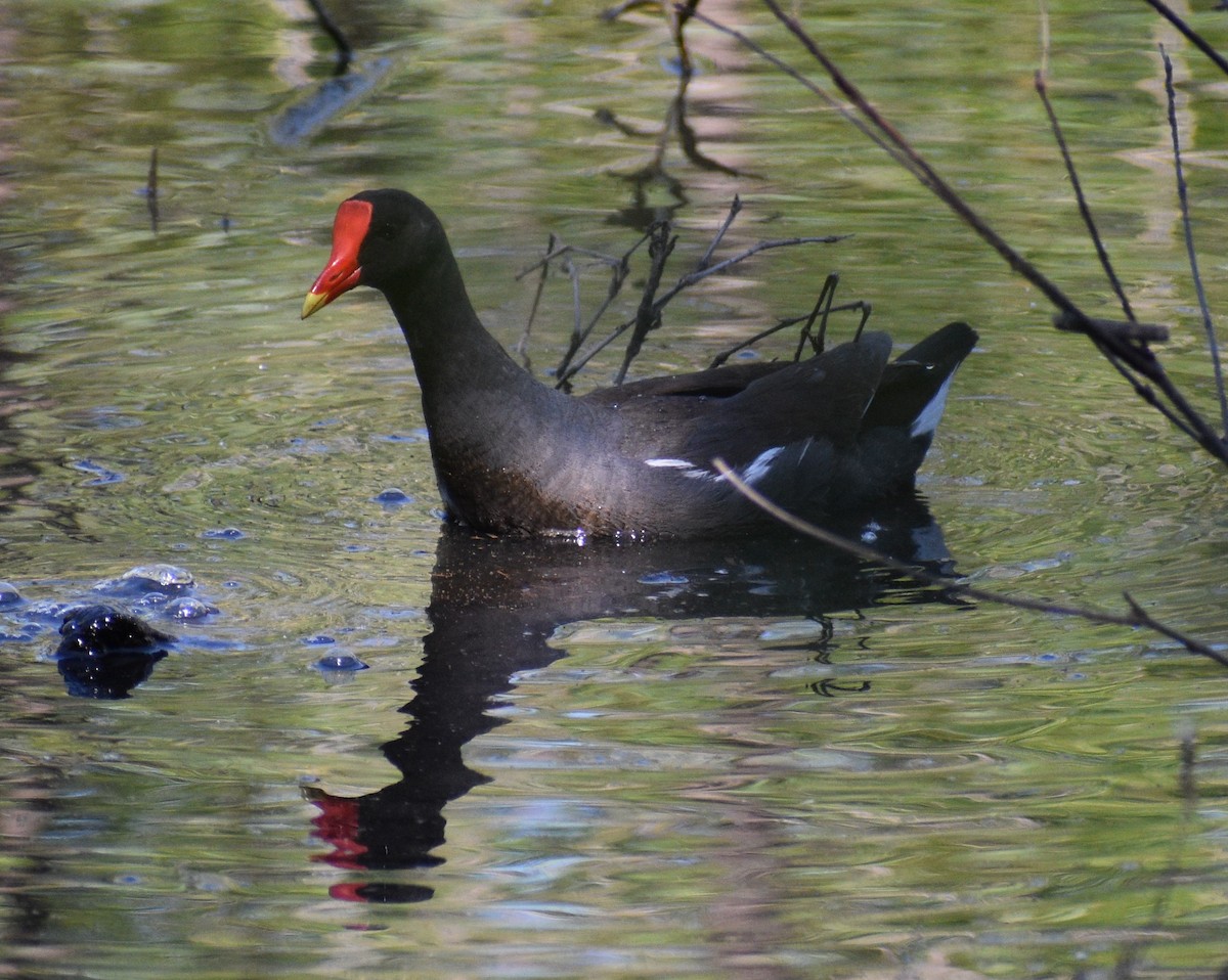 Common Gallinule - Fred Werner