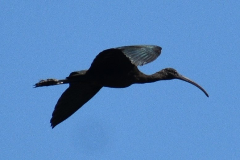 ibis hnědý/americký - ML617167796