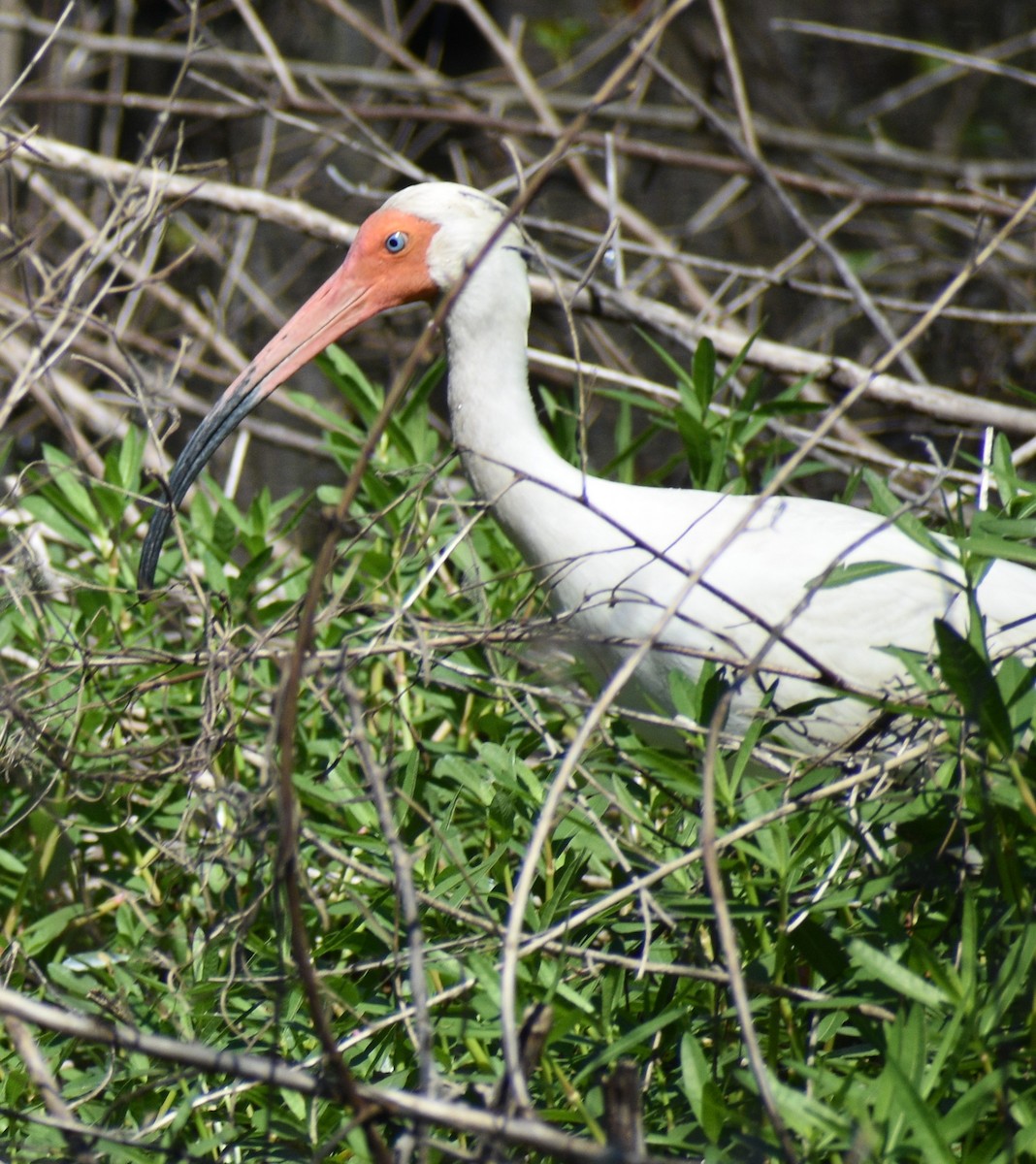 ibis bílý - ML617167799
