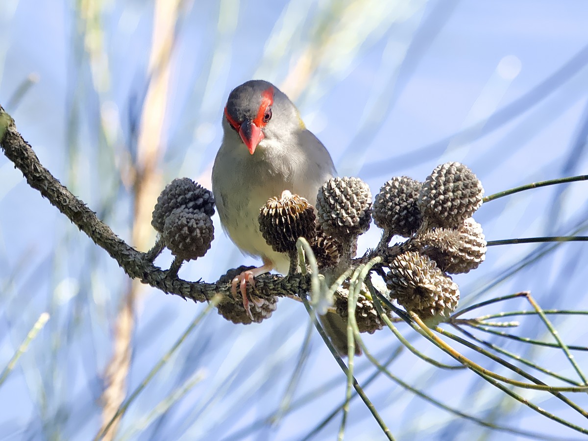 Red-browed Firetail - ML617167854