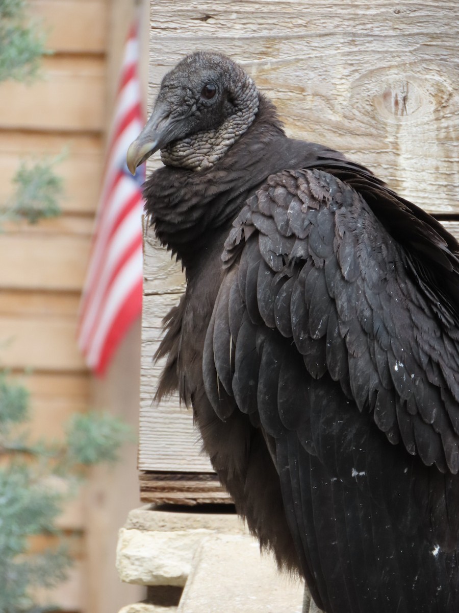 Black Vulture - ML617167929