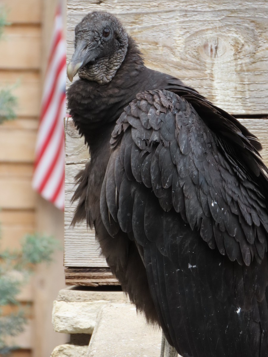 Black Vulture - ML617167930