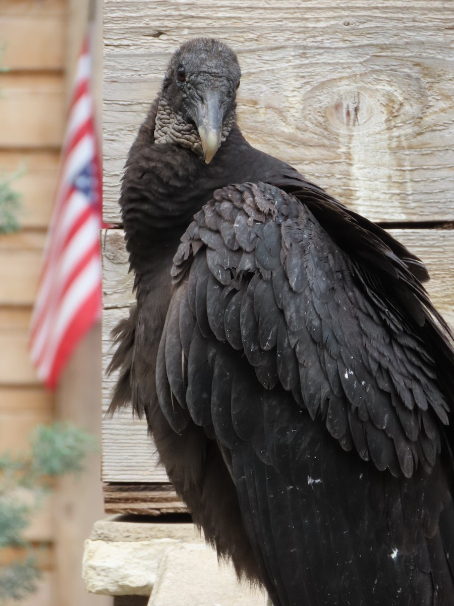 Black Vulture - Sara Boscoe