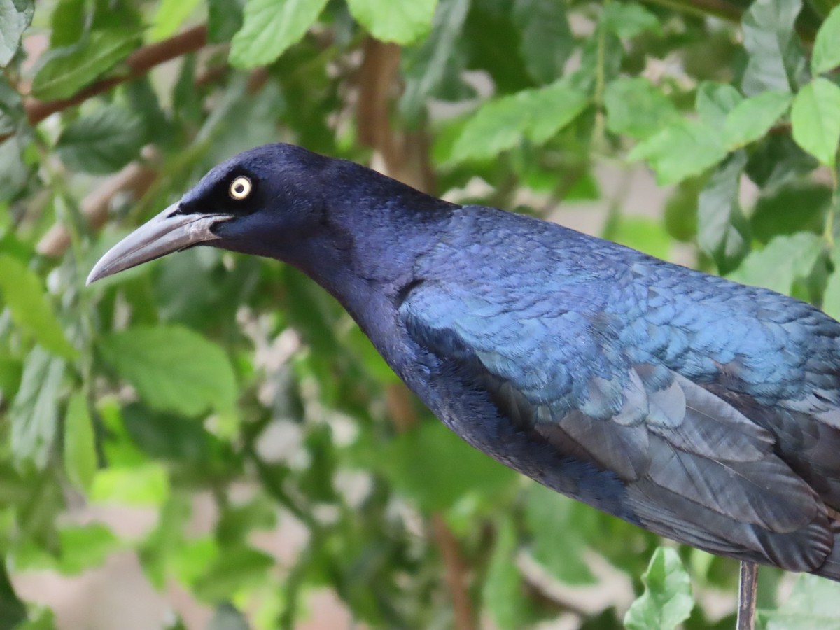 Great-tailed Grackle - ML617167944