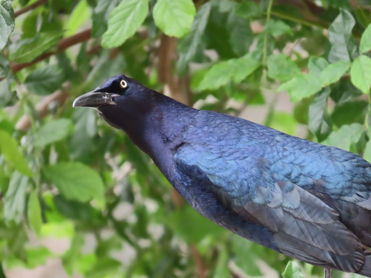 Great-tailed Grackle - ML617167945