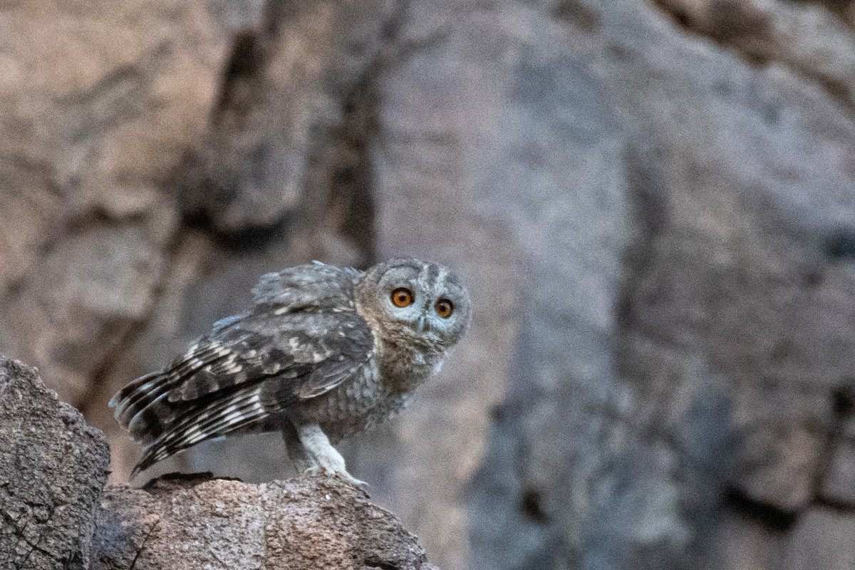 Desert Owl - ML617167959