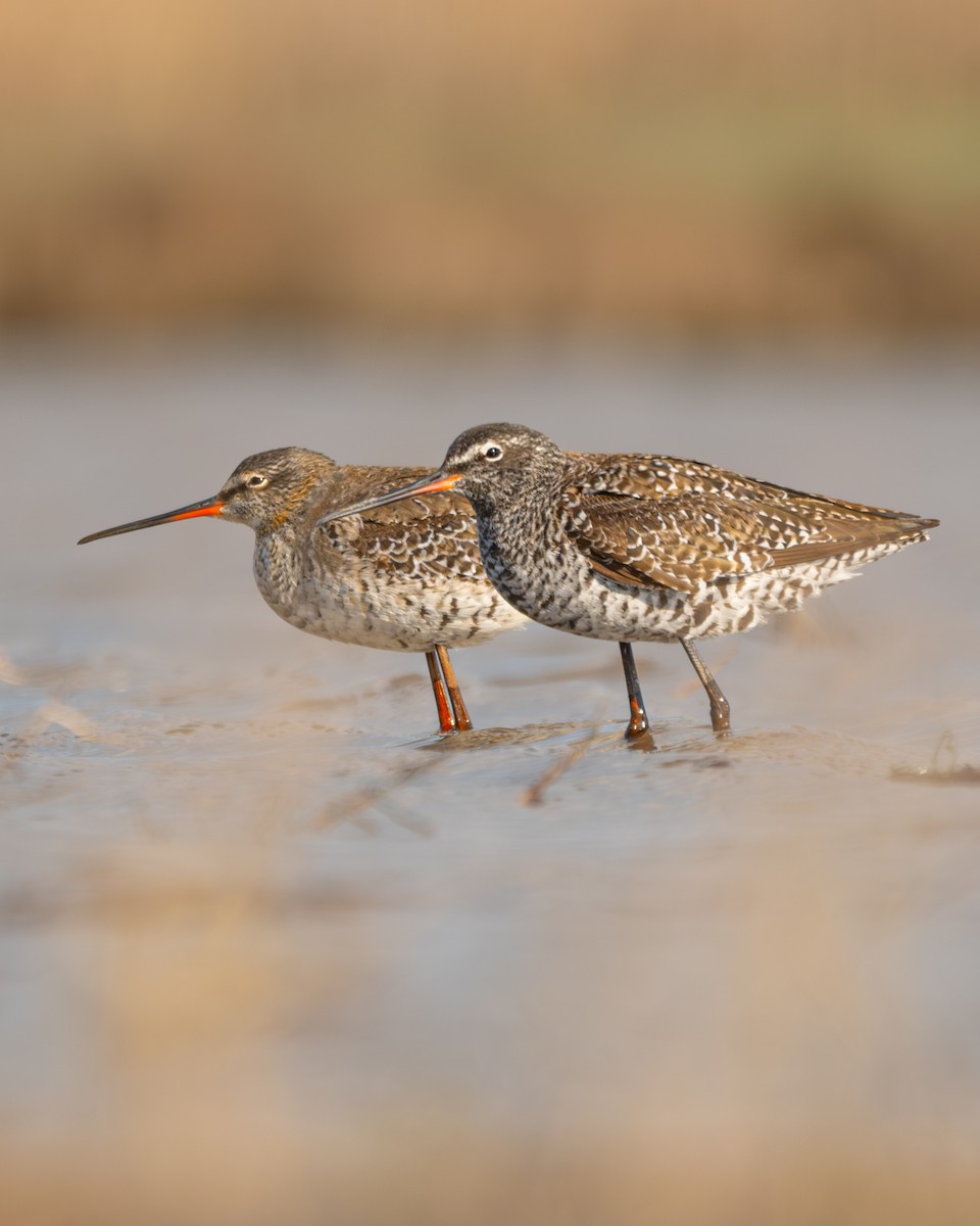 Spotted Redshank - ML617168103