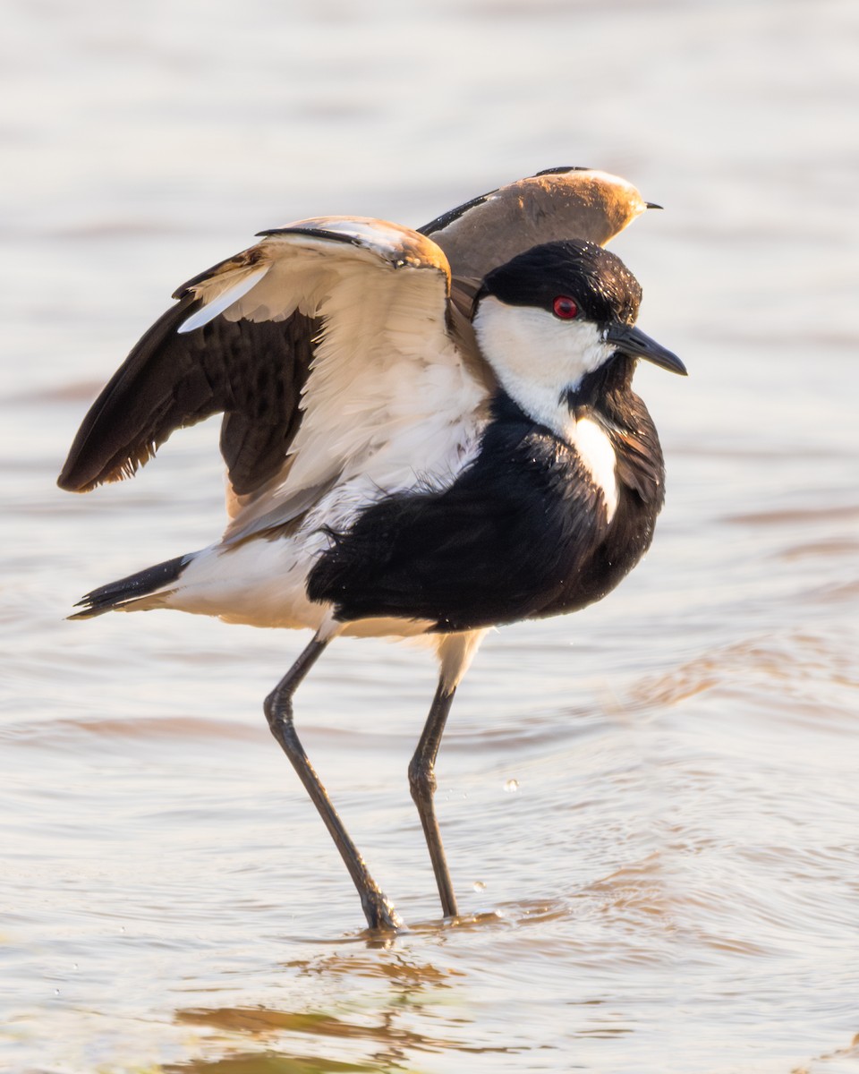Spur-winged Lapwing - ML617168104