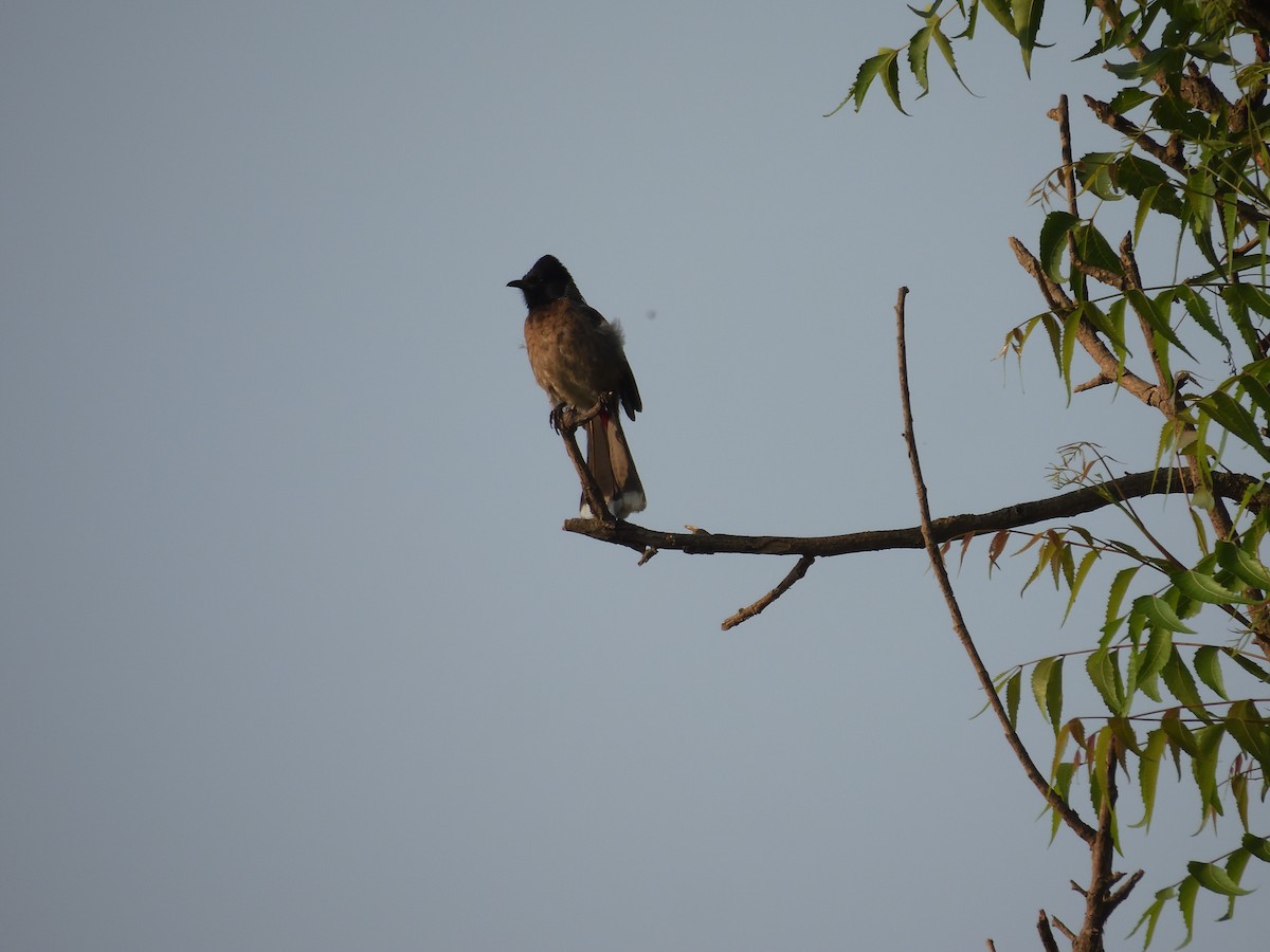 Red-vented Bulbul - ML617168148