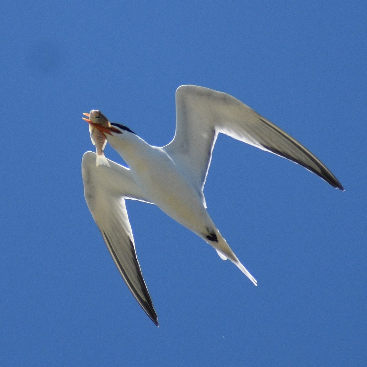 Royal Tern - ML617168165