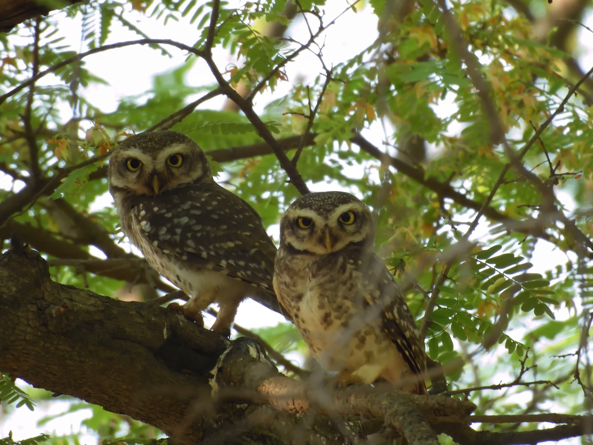 Spotted Owlet - ML617168186