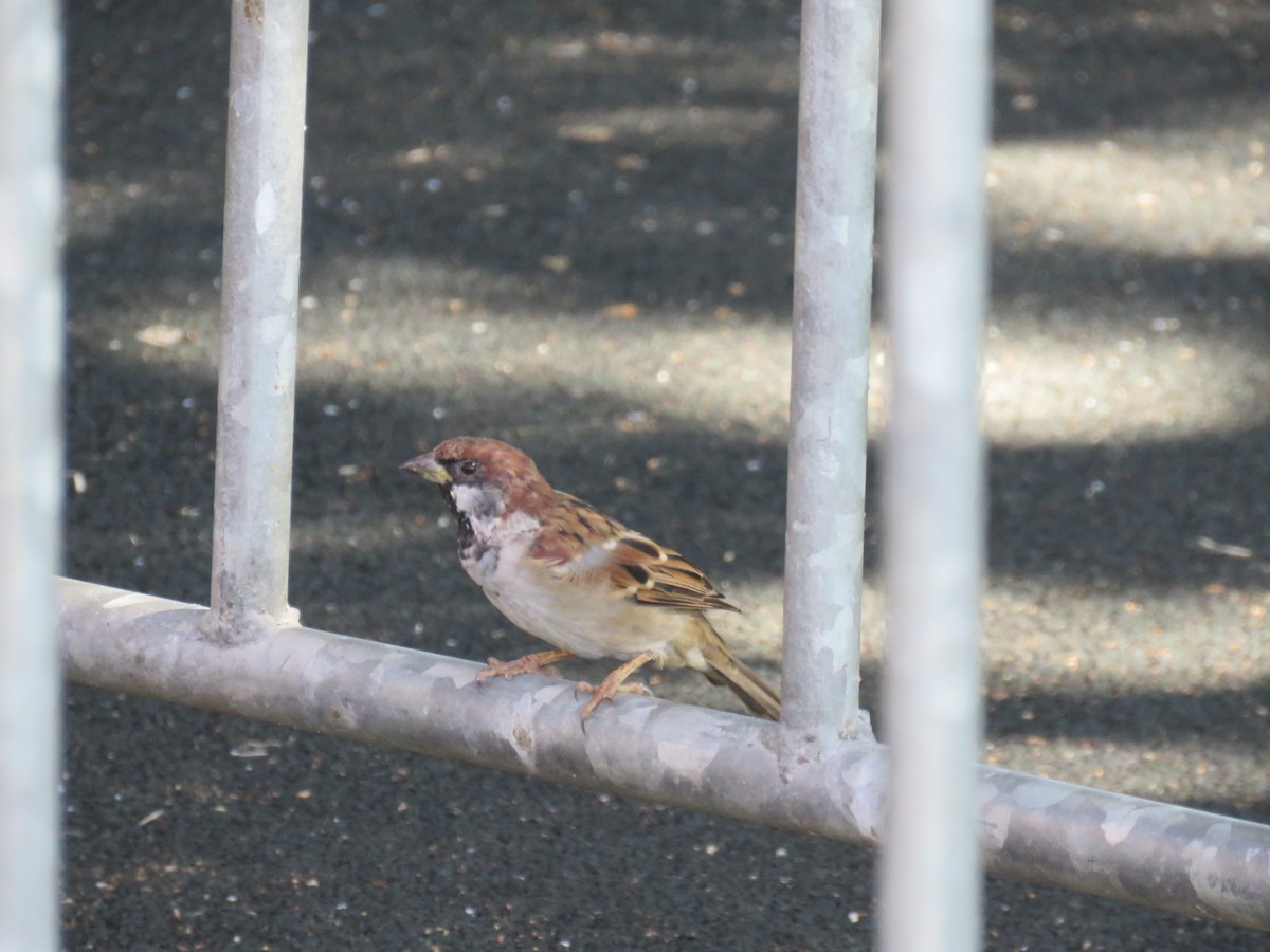 Ebird Checklist - 10 Apr 2024 - Cairns Esplanade--northern End - 16 Species