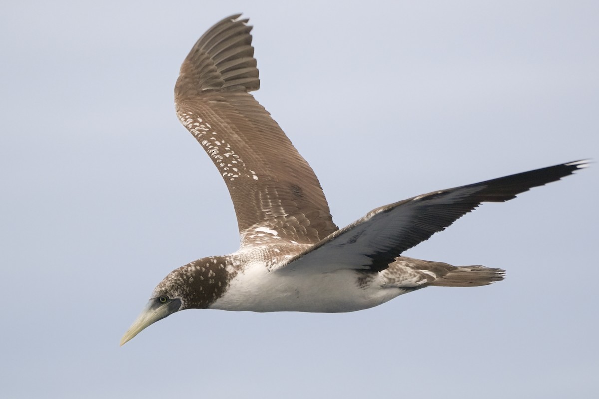 Masked Booby - ML617168340