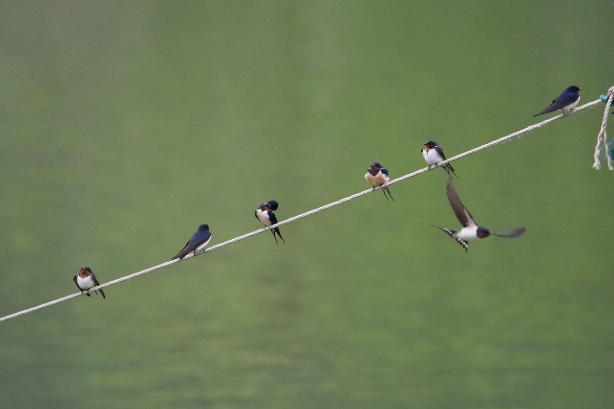 Barn Swallow (Buff-bellied) - ML617168349