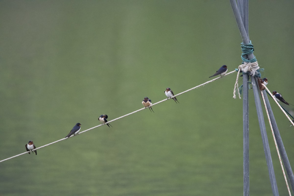 Barn Swallow (Buff-bellied) - Ichin Hong