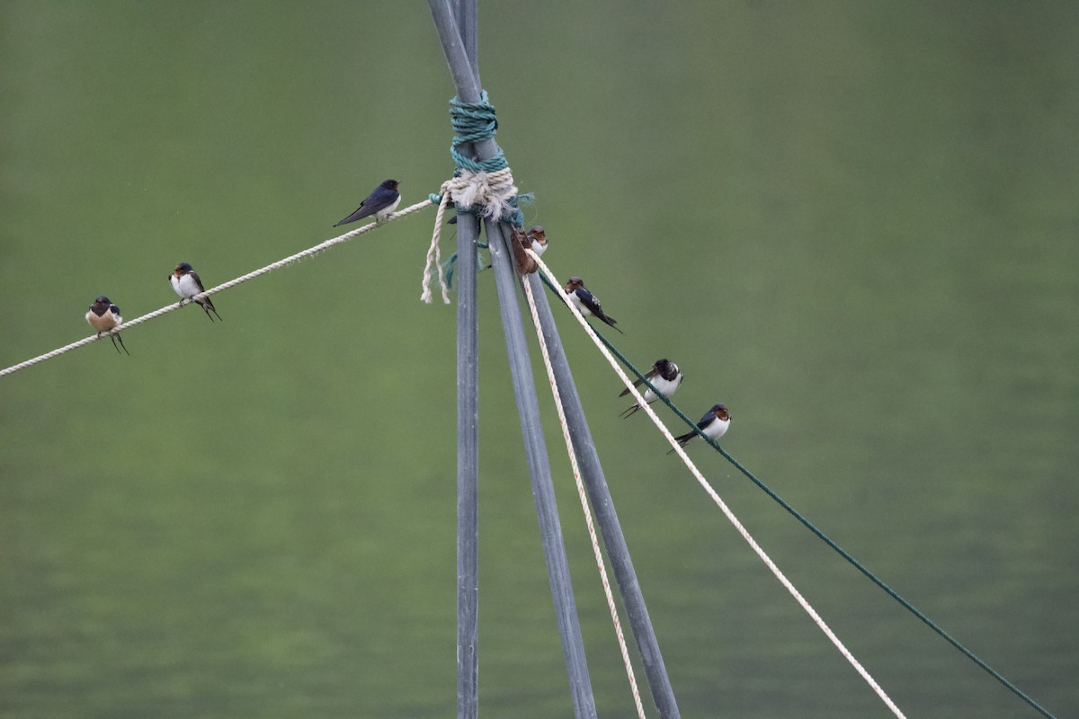 Barn Swallow (Buff-bellied) - ML617168351