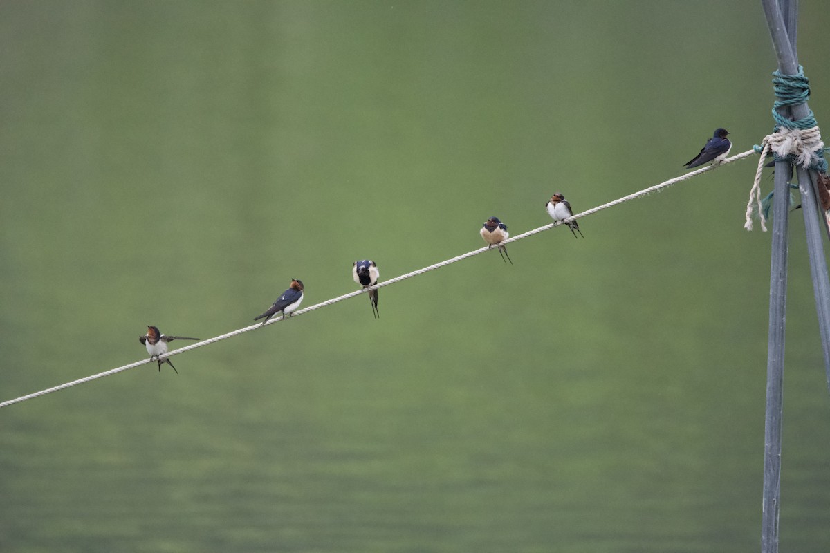 Barn Swallow (Buff-bellied) - ML617168352