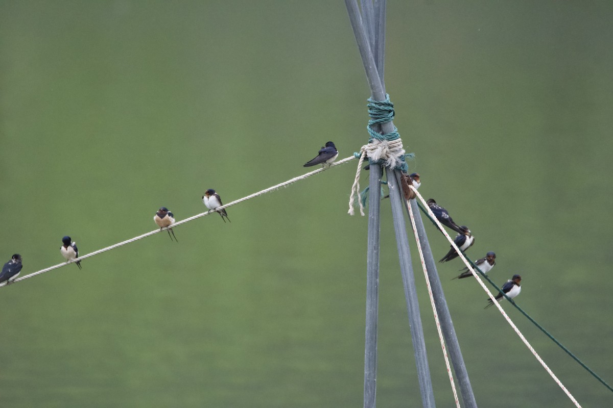Barn Swallow (Buff-bellied) - ML617168353