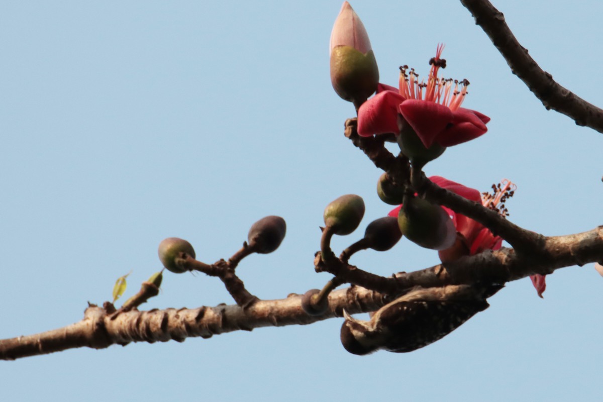 Brown-capped Pygmy Woodpecker - ML617168420