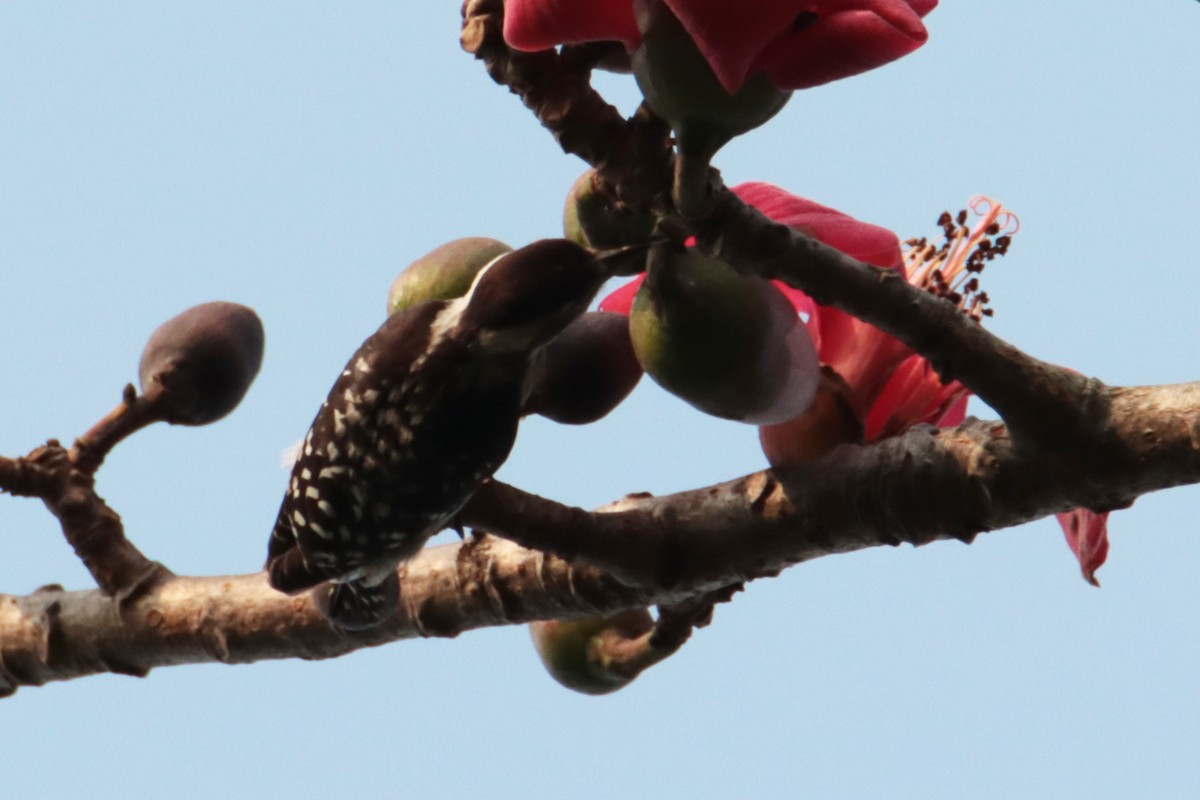 Brown-capped Pygmy Woodpecker - ML617168421