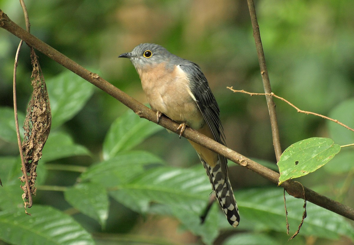 Fan-tailed Cuckoo - ML617168490