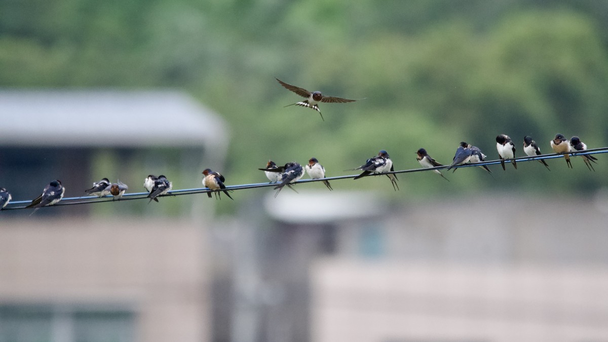 Barn Swallow (Buff-bellied) - ML617168516
