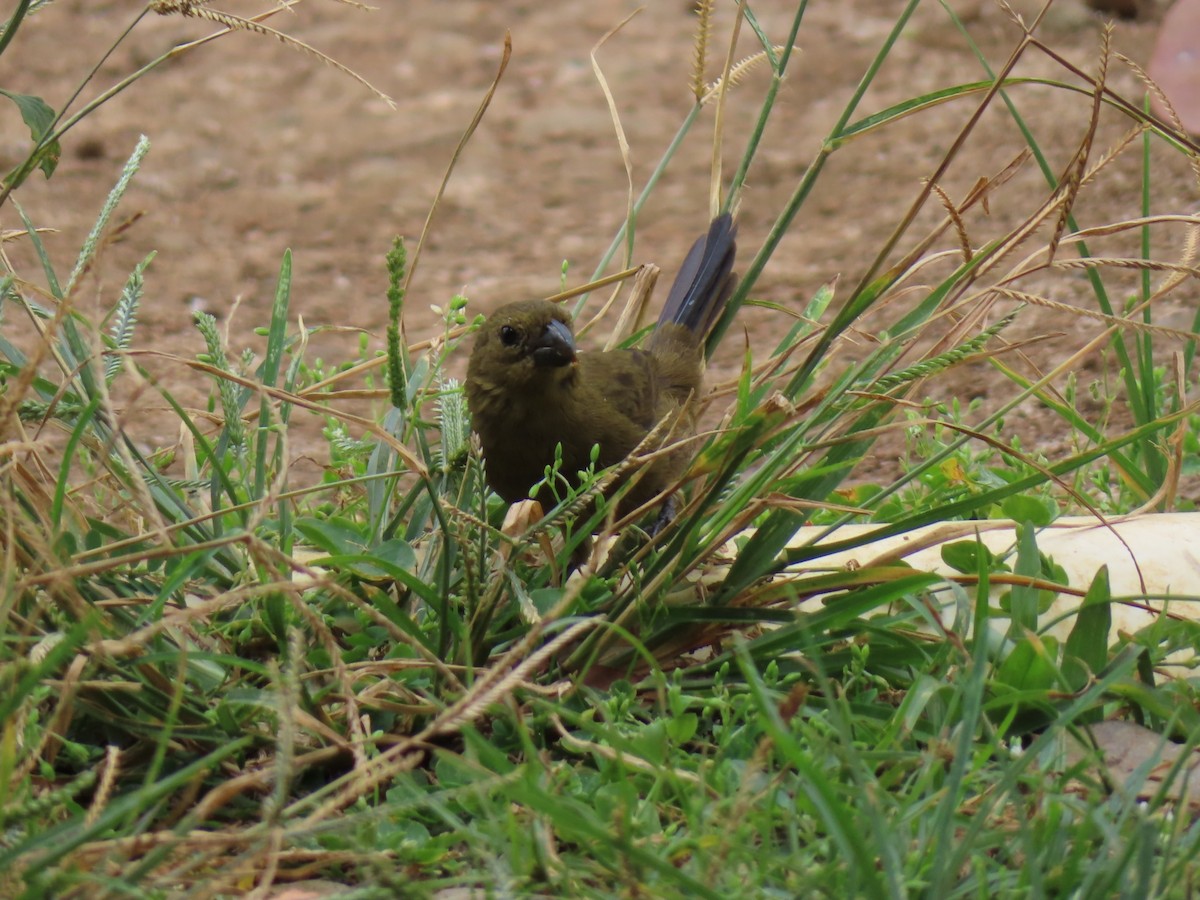 Variable Seedeater - ML617168531