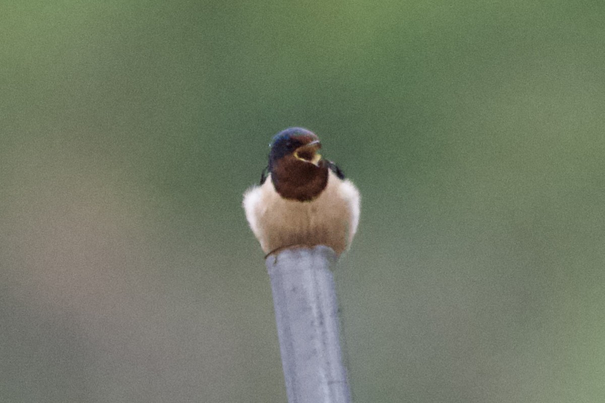Barn Swallow (Buff-bellied) - ML617168563