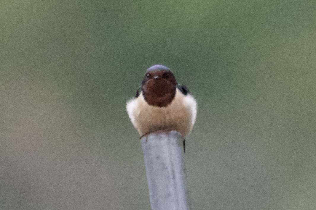 Barn Swallow (Buff-bellied) - ML617168564