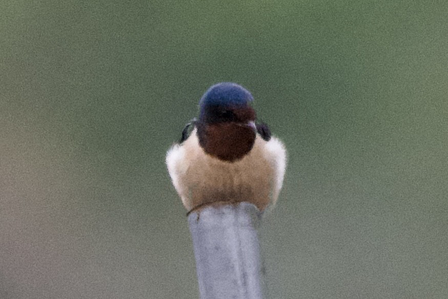 Barn Swallow (Buff-bellied) - ML617168565