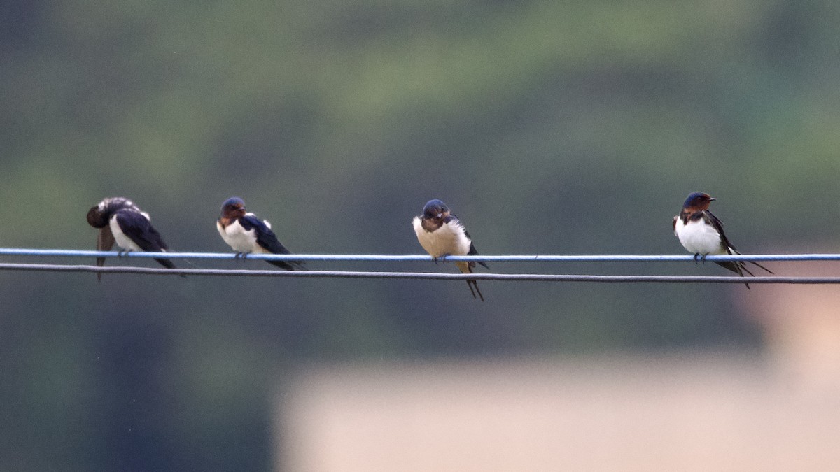 Barn Swallow (Buff-bellied) - ML617168566