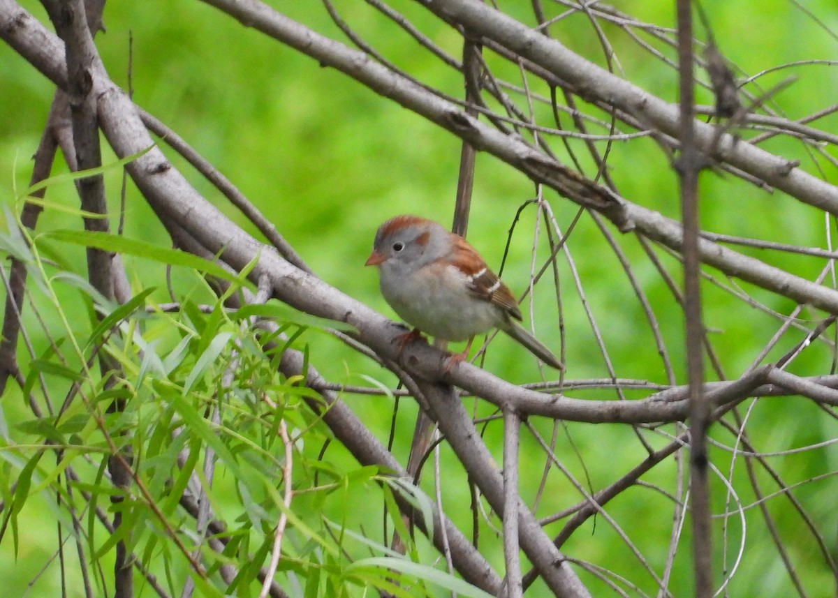 Field Sparrow - ML617168589