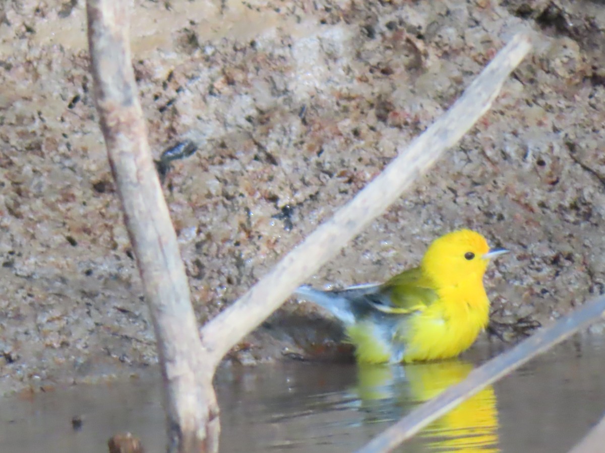 Prothonotary Warbler - ML617168591