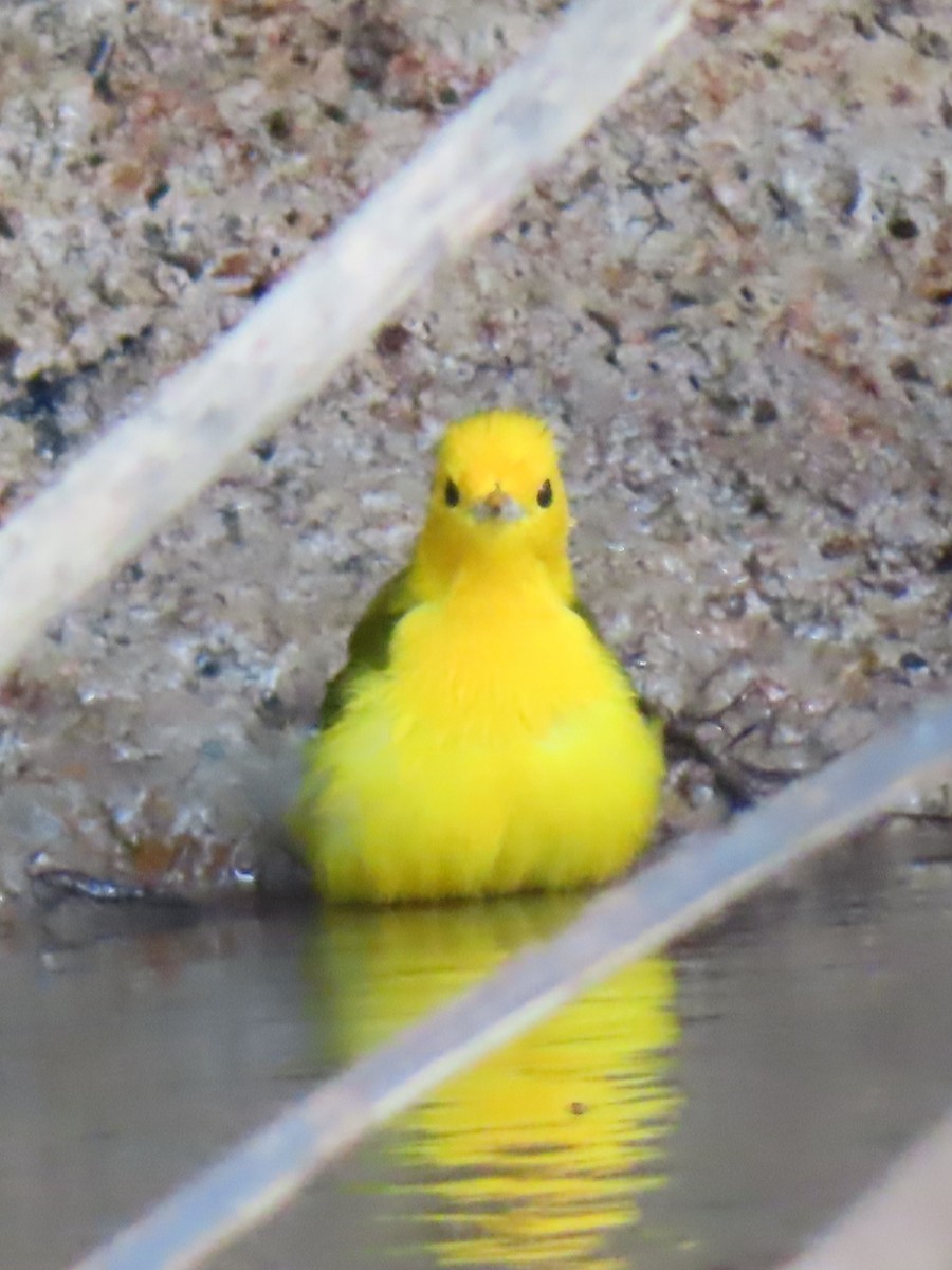 Prothonotary Warbler - ML617168594