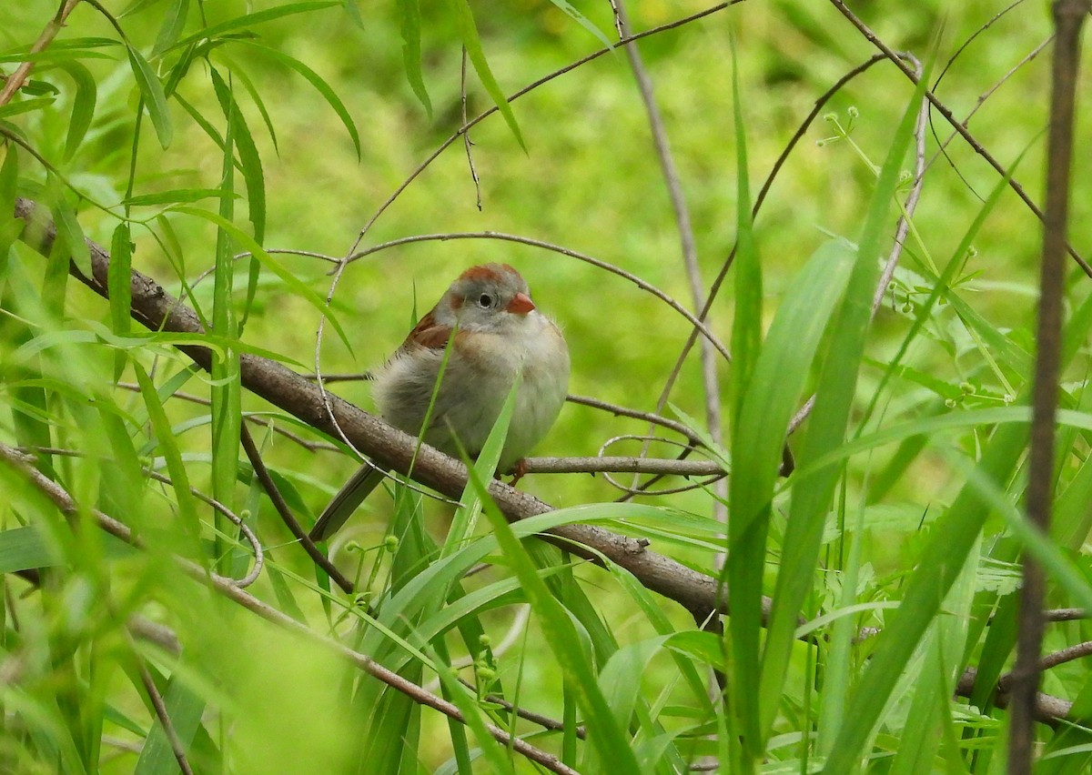 Field Sparrow - Chris Davis
