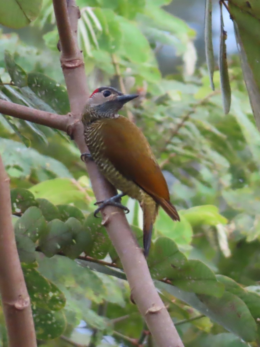 Golden-olive Woodpecker - ML617168618