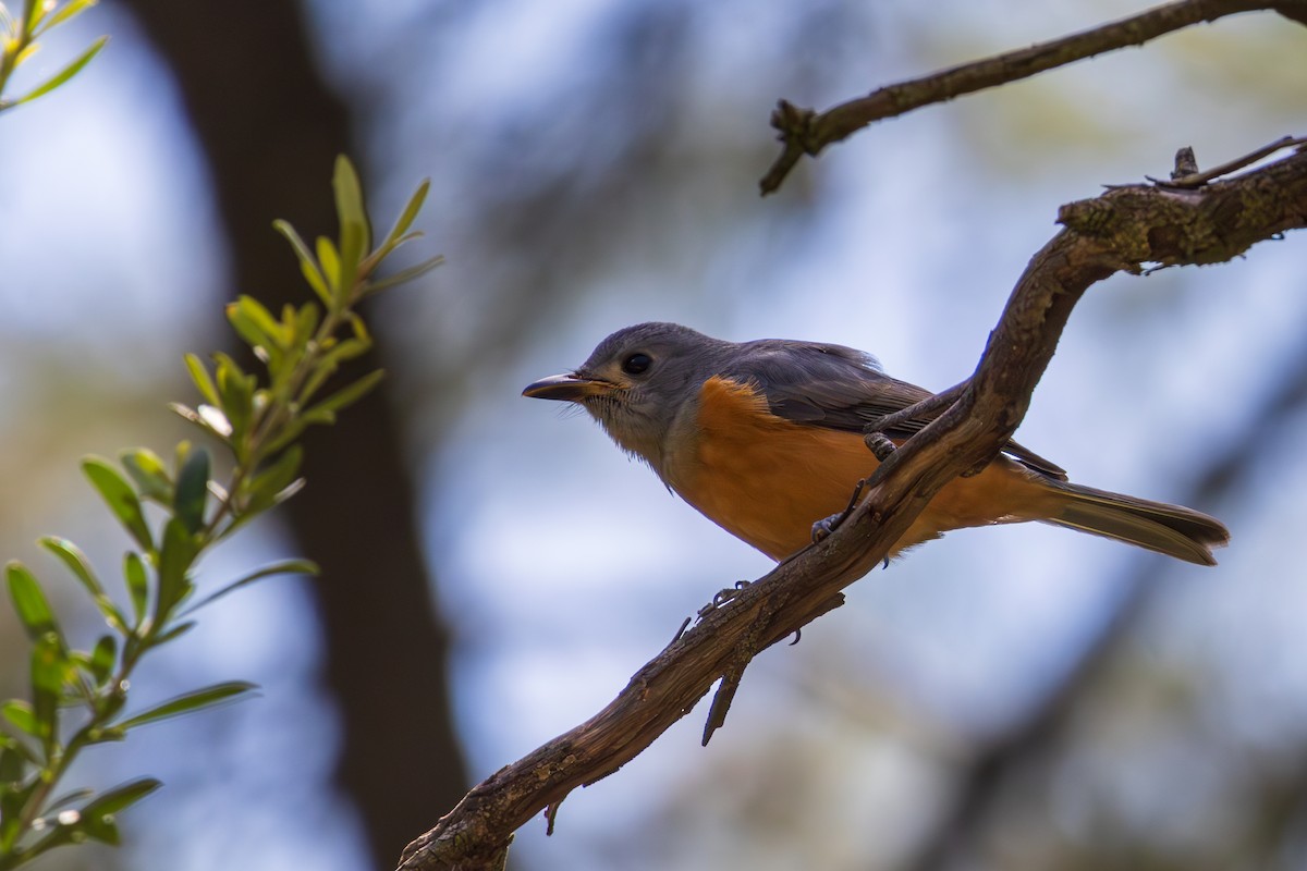 eBird Checklist - 10 Apr 2024 - Jerrabomberra Wetlands Nature Reserve ...