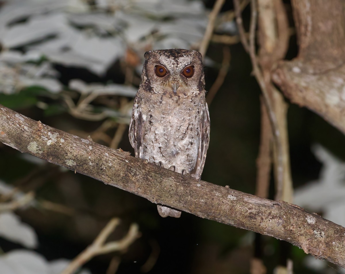 Sunda Scops-Owl - ML617168753
