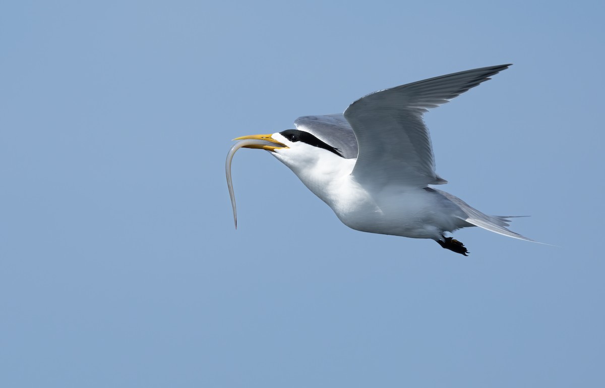 Great Crested Tern - ML617168796