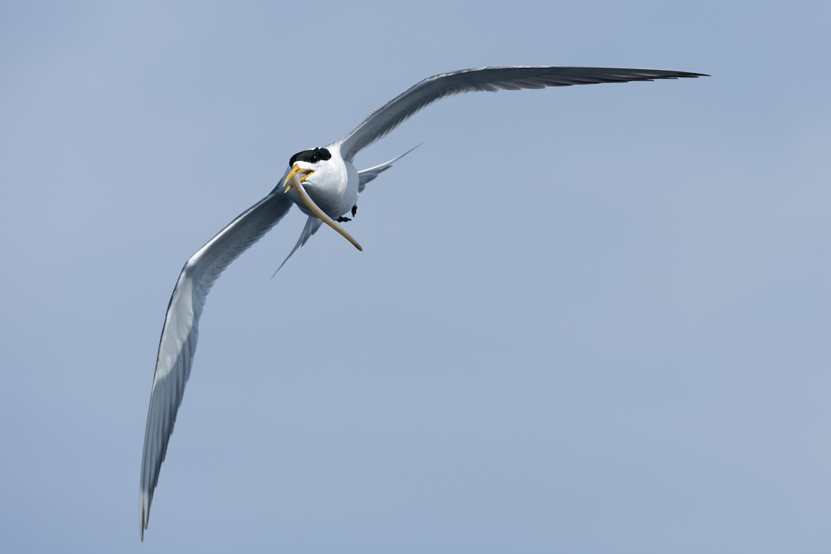 Great Crested Tern - ML617168797