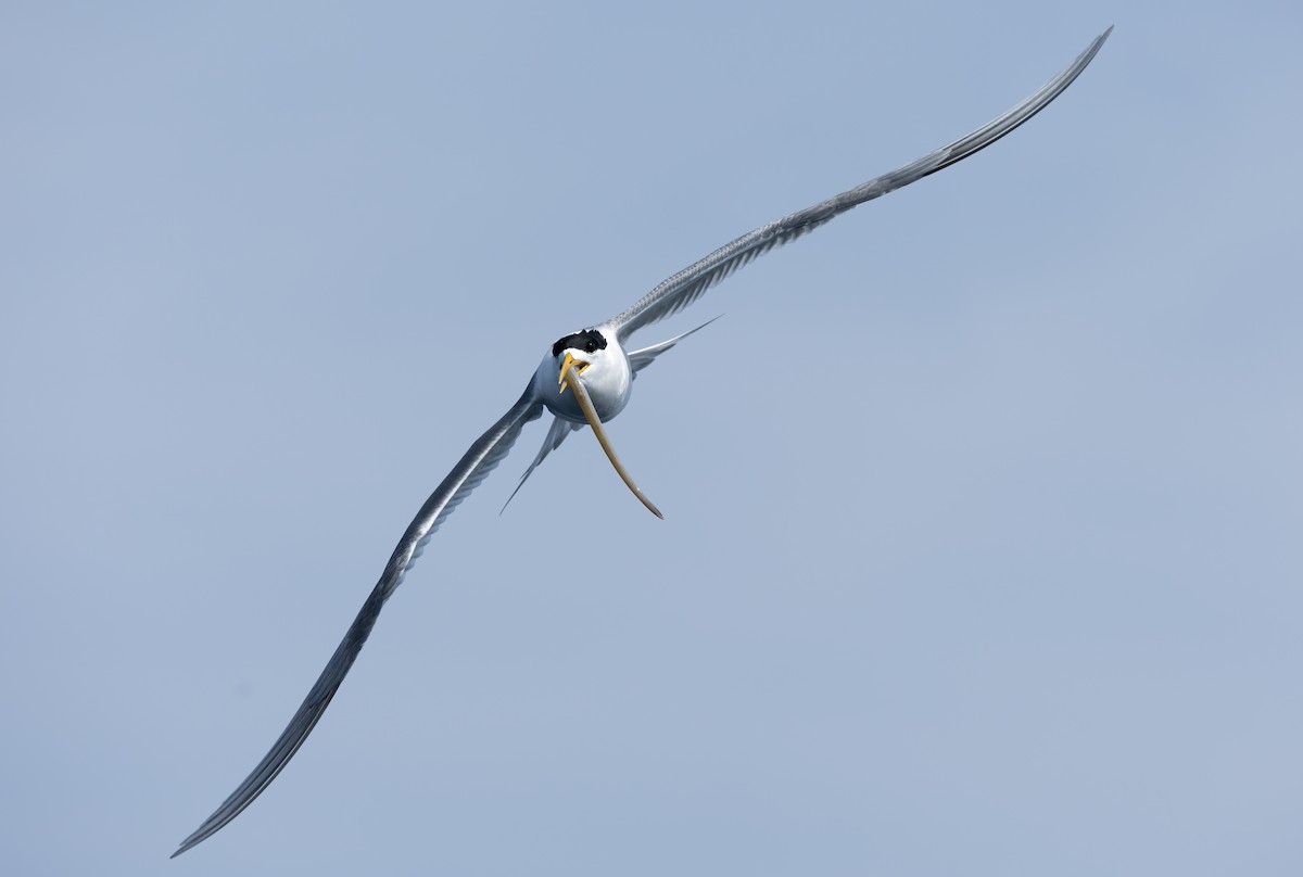 Great Crested Tern - ML617168798