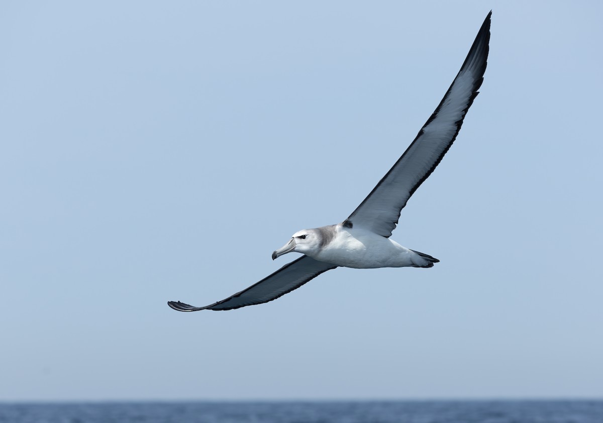 White-capped Albatross - ML617168822