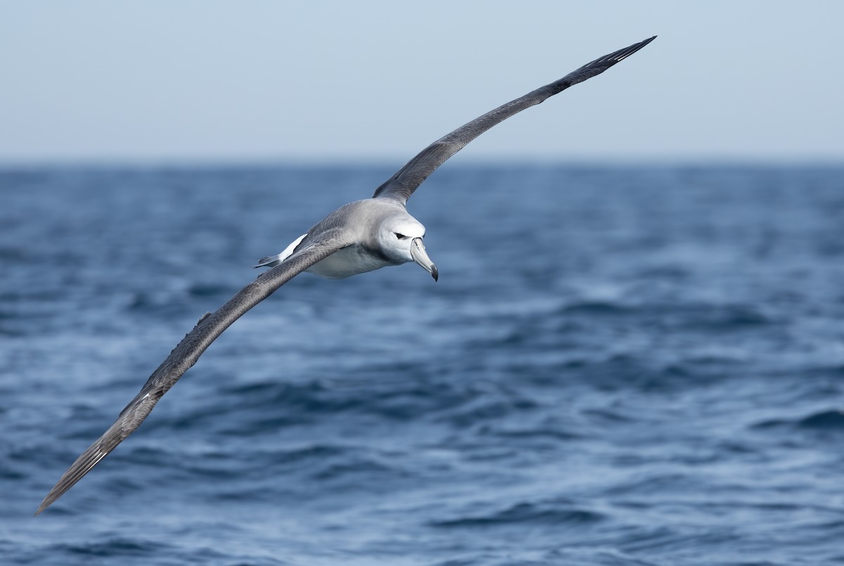 White-capped Albatross - ML617168823