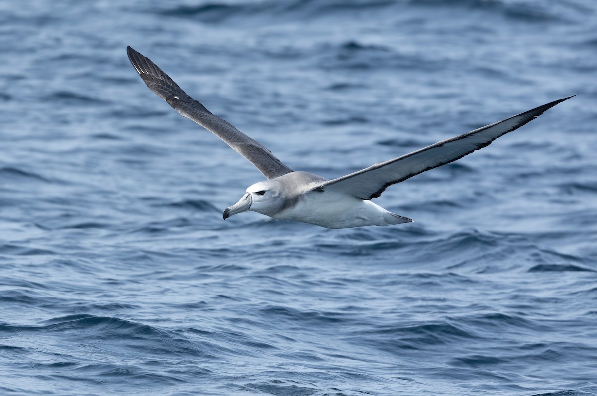 White-capped Albatross - ML617168824