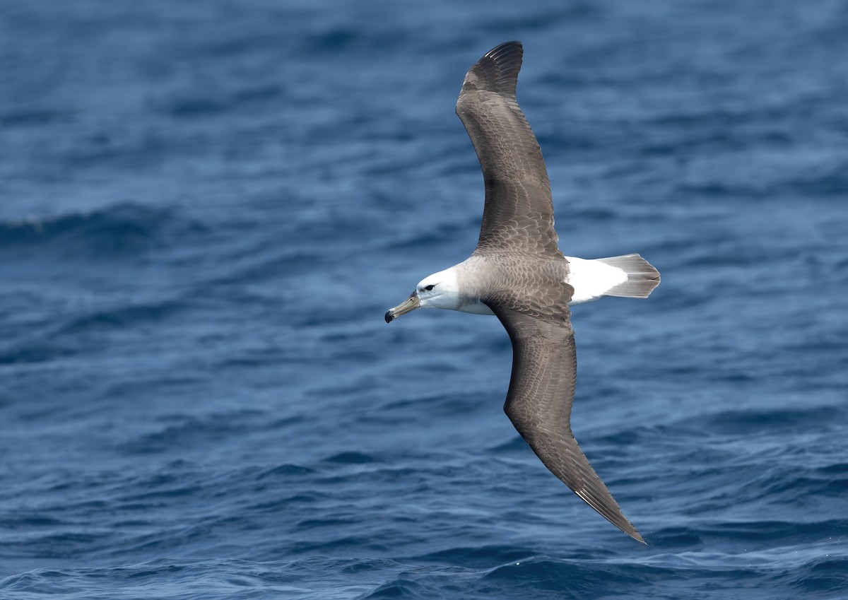 White-capped Albatross - ML617168825