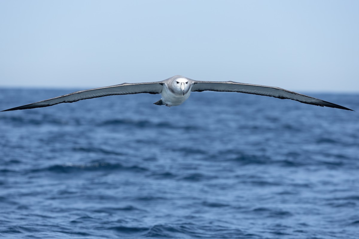 White-capped Albatross - ML617168827