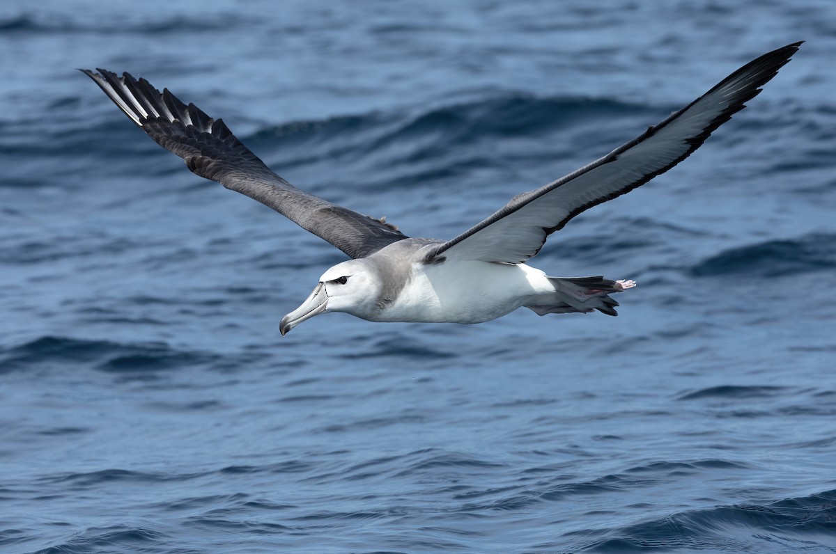 White-capped Albatross - ML617168828