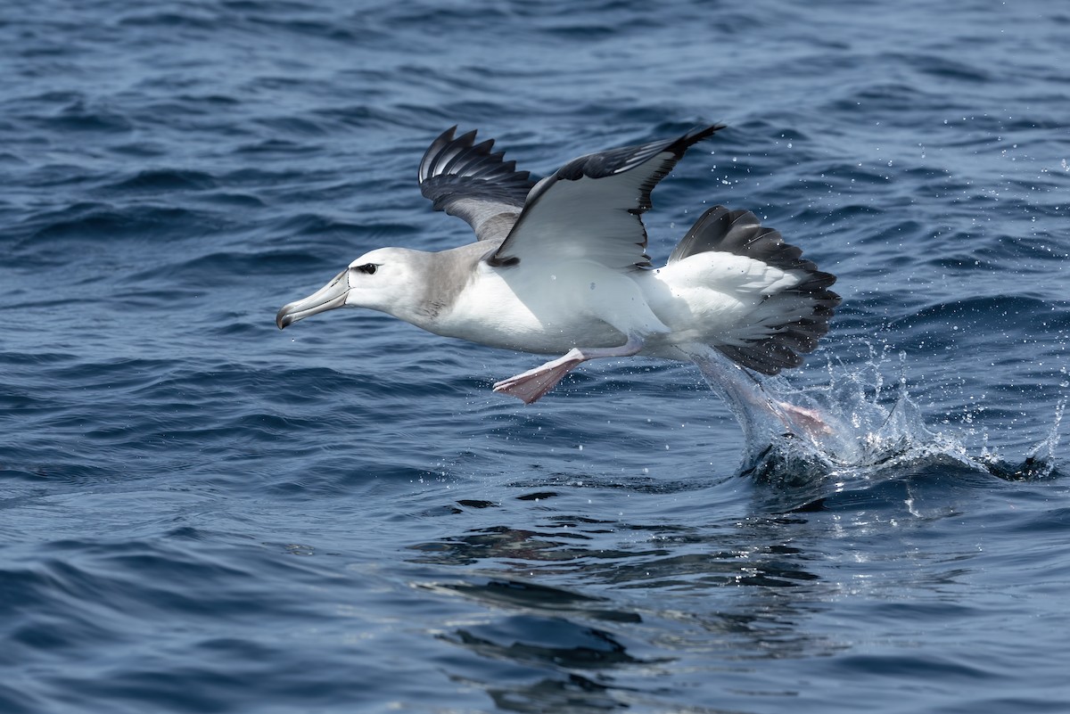 White-capped Albatross - ML617168829