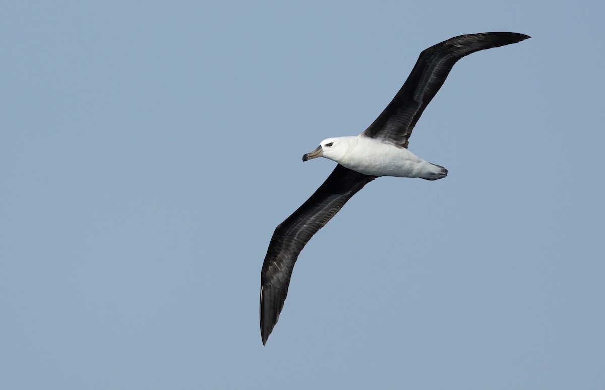 Black-browed Albatross - ML617168842