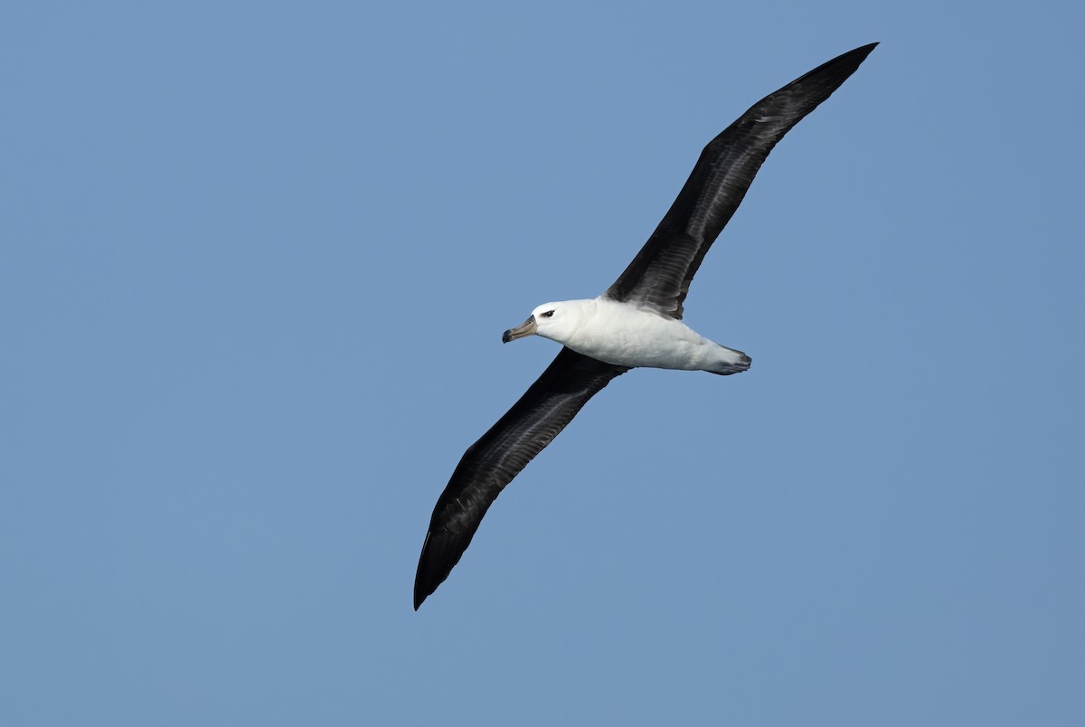 Black-browed Albatross - ML617168843